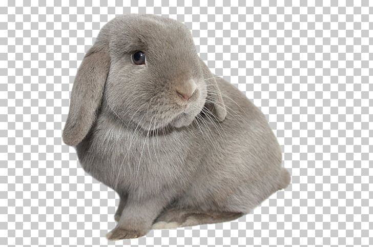 Domestic Rabbit Hare Whiskers Fur PNG, Clipart, Animals, Domestic Rabbit, Fauna, Fur, Hare Free PNG Download