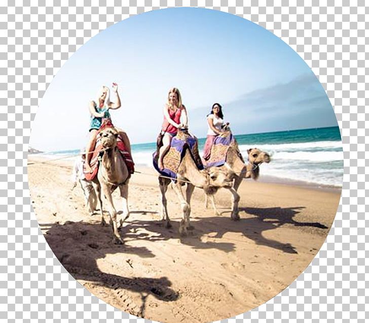 Dromedary Morocco Travel Excursion Vacation PNG, Clipart, Arabian Camel, Beach, Camel, Camel Like Mammal, Desert Free PNG Download