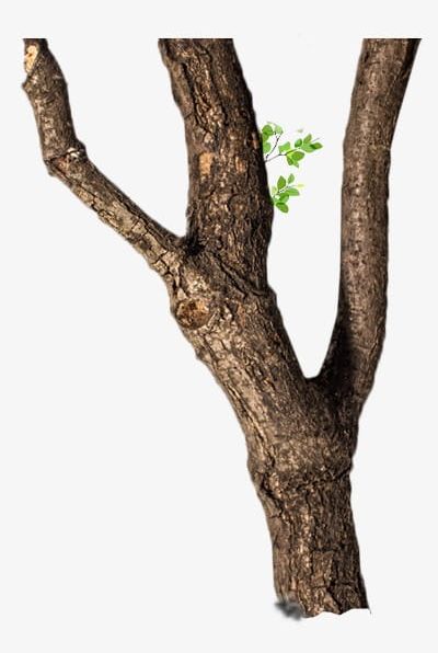 Dry Trees PNG, Clipart, Branches, Dry, Dry Clipart, Dry Clipart, Dry Tree Free PNG Download