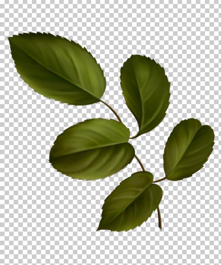 Blog .net Plant Stem PNG, Clipart, Blog, Branch, Branching, Leaf, Net Free PNG Download