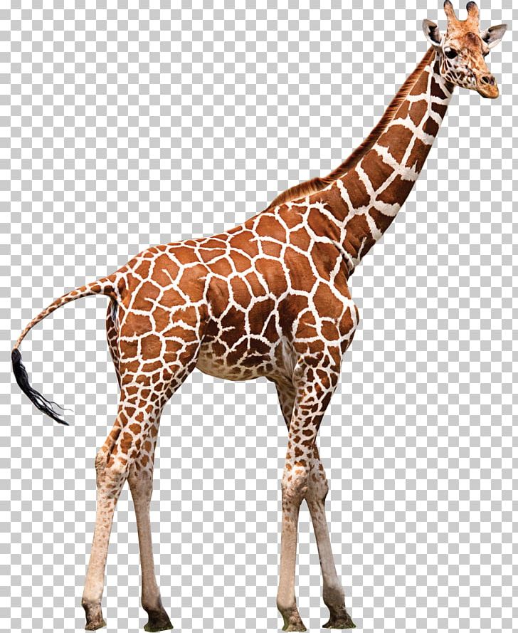 Northern Giraffe Neck Zoo Animal PNG, Clipart, Animal, Animal Figure, Animals, Editing, Fauna Free PNG Download