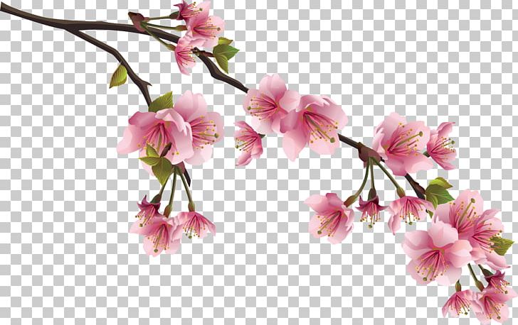 Sakura PNG, Clipart, Sakura Free PNG Download