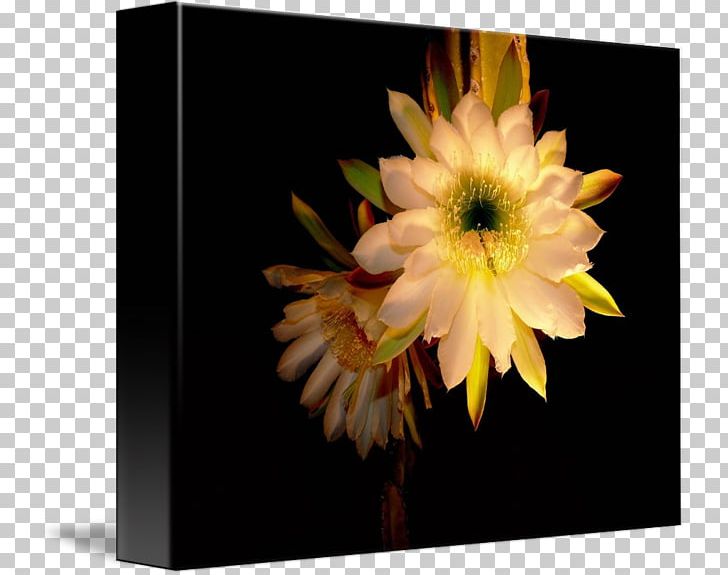 Still Life Photography Citroën Cactus M PNG, Clipart, Cactus, Flower, Flowering Plant, Night Blooming Cactus, Others Free PNG Download