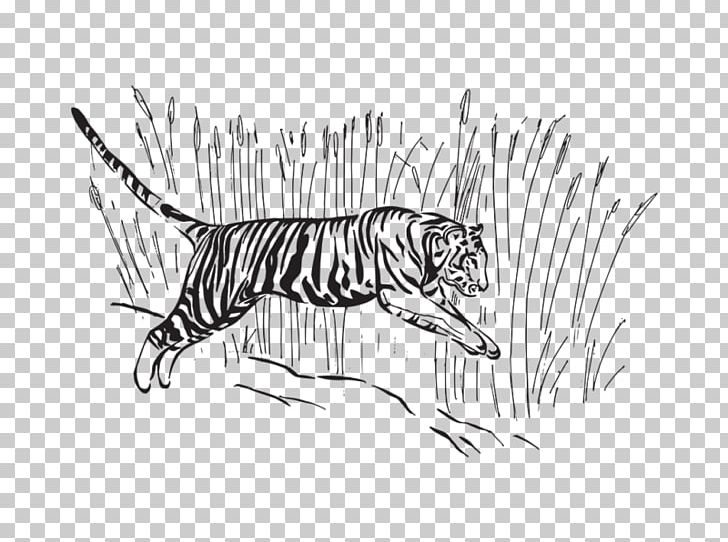 Tiger Line Art Sketch PNG, Clipart, Art, Artwork, Big Cat, Big Cats, Big Five Game Free PNG Download