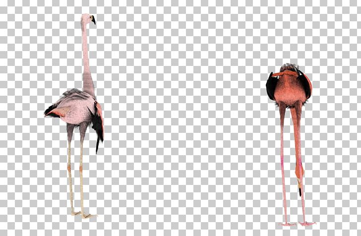 Bird PNG, Clipart, 3 D, Animals, Beak, Bird, Desktop Wallpaper Free PNG Download