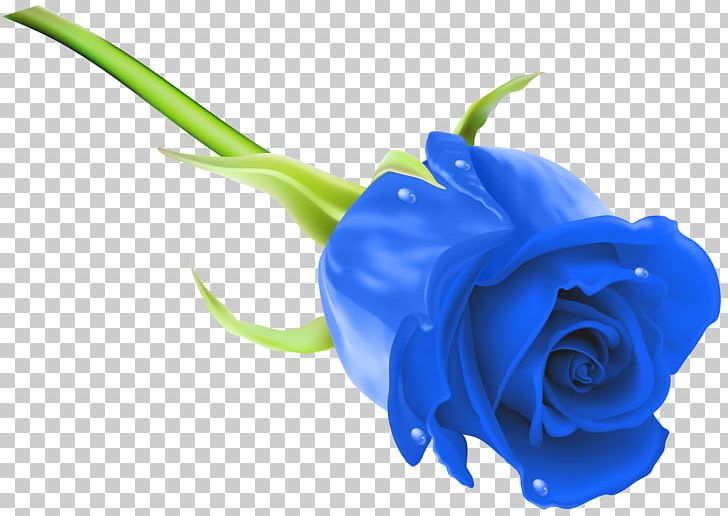Blue Rose Flower Stock Photography PNG, Clipart, Blue, Blue Rose, Clipart, Clip Art, Closeup Free PNG Download