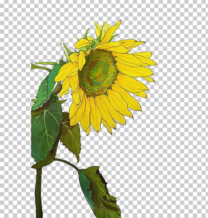 Common Sunflower Yellow Ribbon PNG, Clipart, Color, Cut Flowers, Daisy Family, Download, Flo Free PNG Download