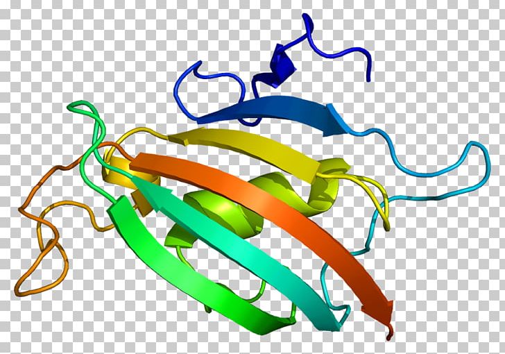 FKBP8 Immunophilins Wikipedia Prolyl Isomerase PNG, Clipart, Abatacept, Animal Figure, Area, Artwork, Awg Free PNG Download