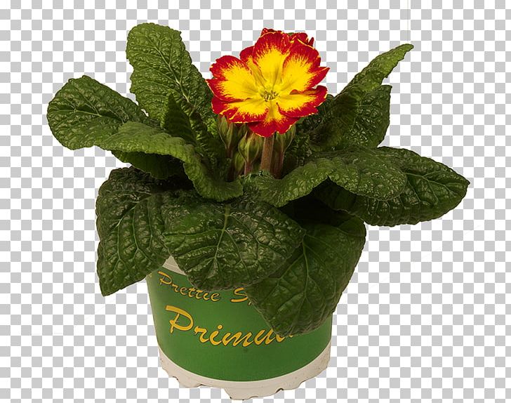 Primrose Assortment Strategies Color Organization PNG, Clipart, Assortment Strategies, Color, Easter, Flower, Flowering Plant Free PNG Download