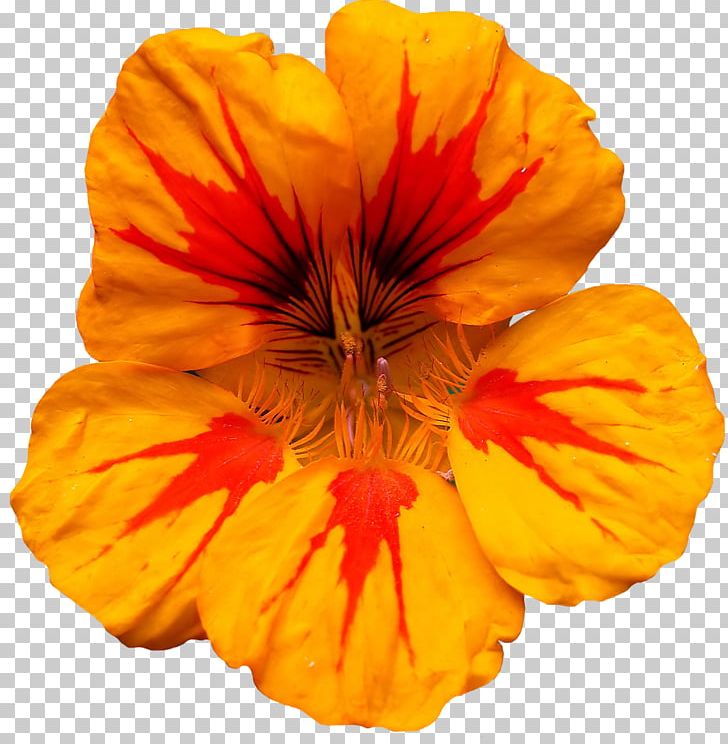 Tropaeolum Majus Red Orange Yellow Green PNG, Clipart, Annual Plant, Bahar Cicekleri, Color, Flower, Flowering Plant Free PNG Download