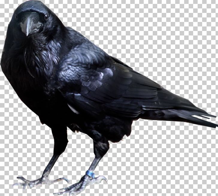 Common Raven American Crow Rook PNG, Clipart, American Crow, Animals, Beak, Bird, Common Raven Free PNG Download