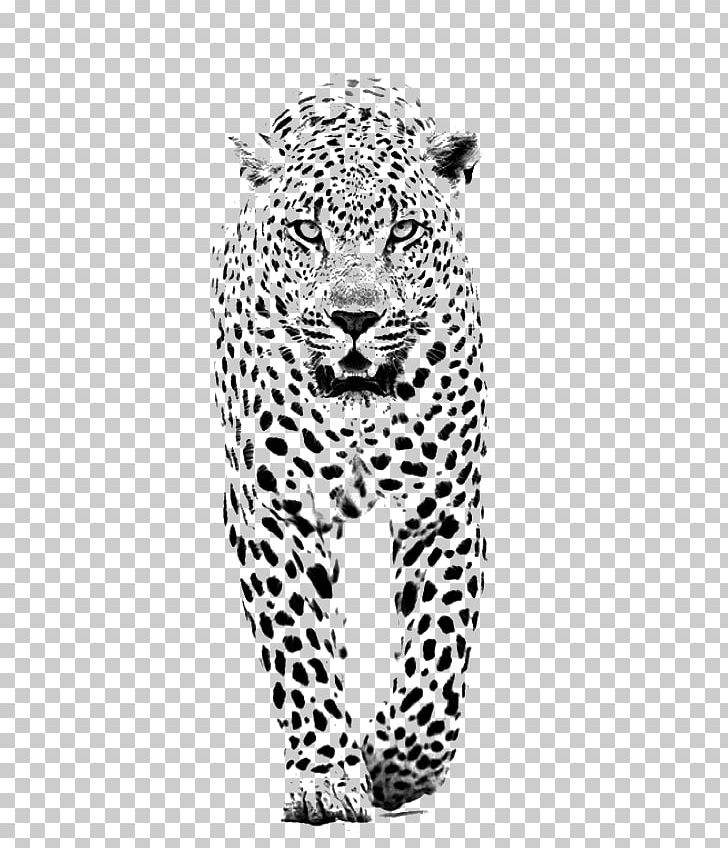 Leopard Jaguar Lion Tiger Black Panther PNG, Clipart, Animal Print, Animals, Background Black, Background White, Big Cats Free PNG Download