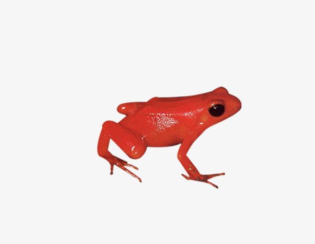Red Frog PNG, Clipart, Animal, Biological, Frog, Frog Clipart, Frog Clipart Free PNG Download