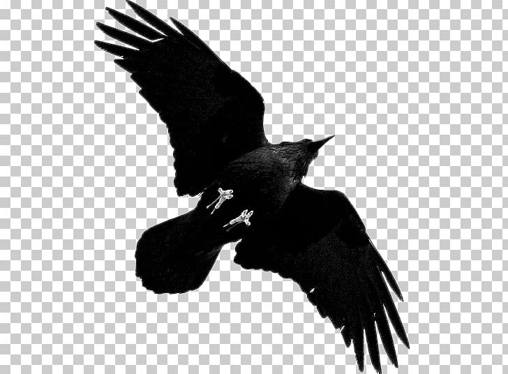 American Crow Rook Bird Bald Eagle Common Raven PNG, Clipart, Accipitriformes, American Crow, Animals, Bald Eagle, Beak Free PNG Download