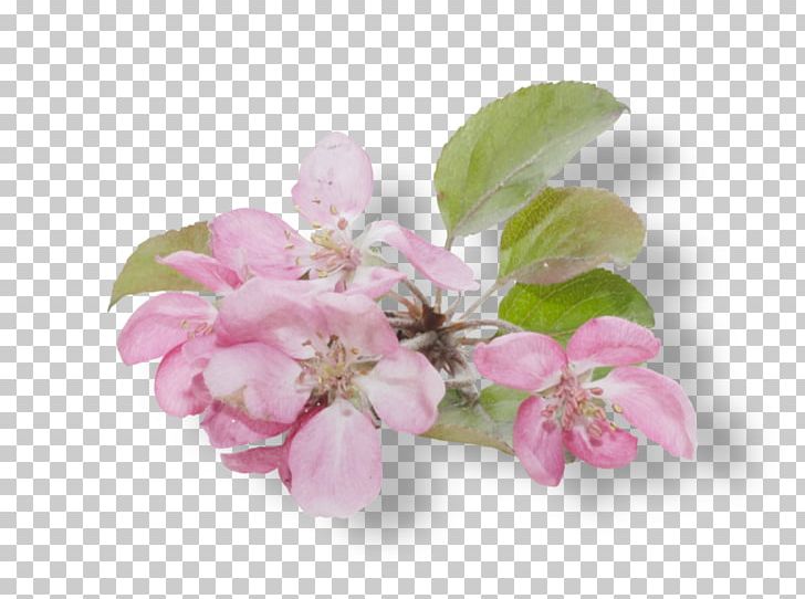 Flower PNG, Clipart, Ansichtkaart, Blossom, Branch, Cherry Blossom, Clip Art Free PNG Download