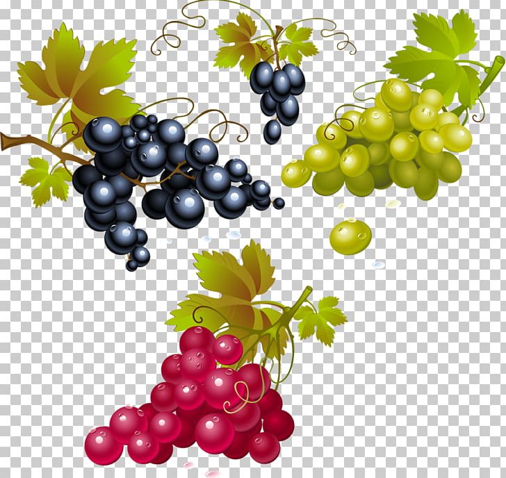 Red Wine Concord Grape Merlot White Wine PNG, Clipart, Berry, Common Grape Vine, Currant, Drink, Flowering Plant Free PNG Download