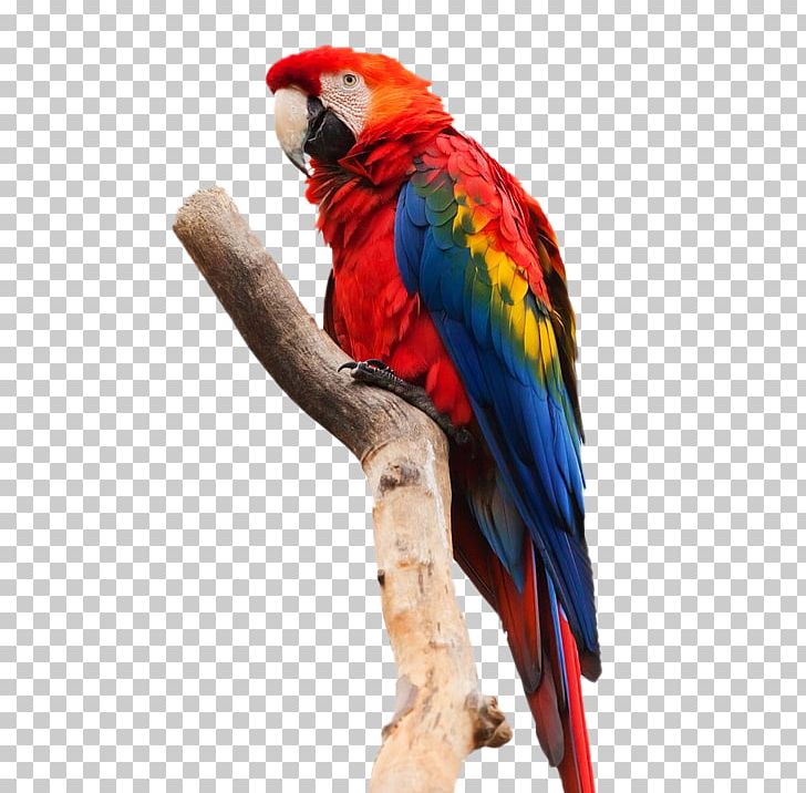 Parrot Bird Heron Scarlet Macaw PNG, Clipart, Animal, Animals, Ara, Beak, Bird Free PNG Download