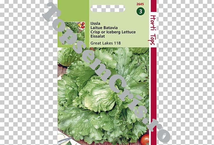 Romaine Lettuce Iceberg Lettuce Spring Greens Leaf Vegetable Herb PNG, Clipart, Food, Herb, Iceberg Lettuce, Lactuca, Leaf Vegetable Free PNG Download