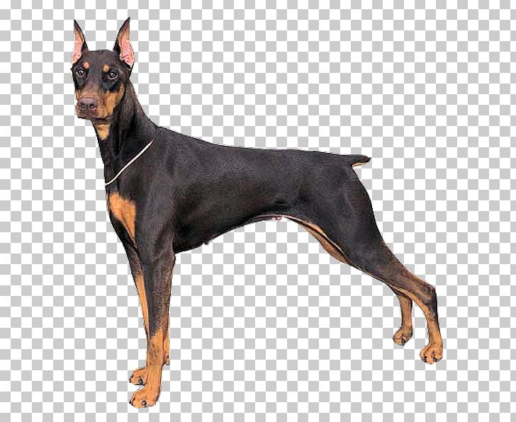 Dobermann Blood Burger Parade German Pinscher Great Pyrenees Great Dane PNG, Clipart, Ancient Dog Breeds, Black And Tan Terrier, Breed, Breed Registry, Carnivoran Free PNG Download