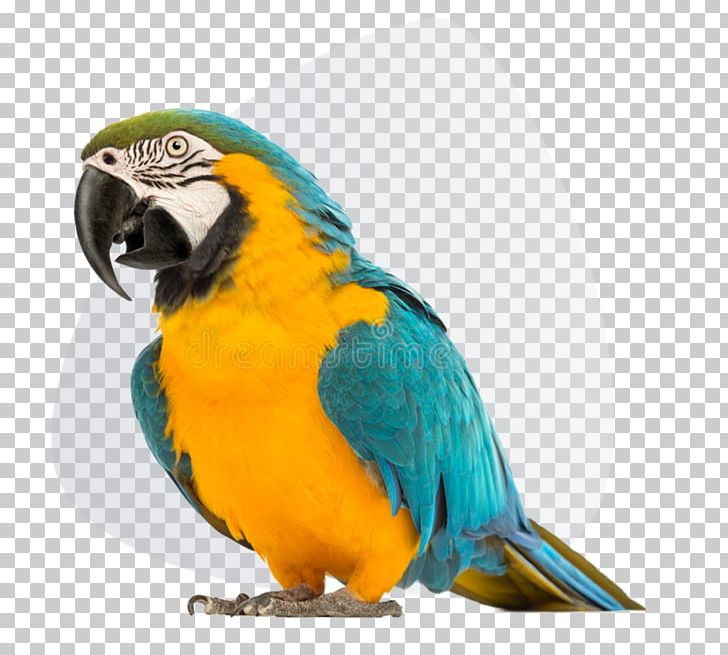 Parrot Blue-and-yellow Macaw Red-and-green Macaw Bird PNG, Clipart,  Free PNG Download