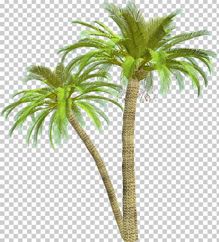 Tree Blog Photography PNG, Clipart, Arecales, Attalea Speciosa, Blog, Clip Art, Coconut Free PNG Download