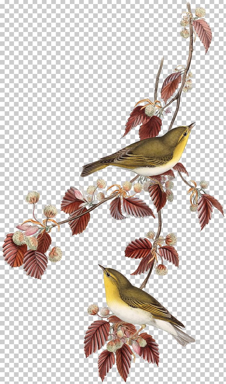 Birds Printing Lithography Artist PNG, Clipart, Animals, Art, Artist, Beak, Bird Free PNG Download