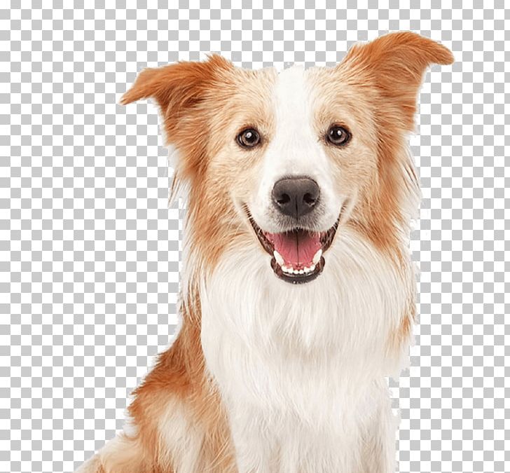 Border Collie Rough Collie Old English Sheepdog Pyrenean Shepherd PNG, Clipart, Border Collie, Carnivoran, Collie, Companion Dog, Dog Free PNG Download
