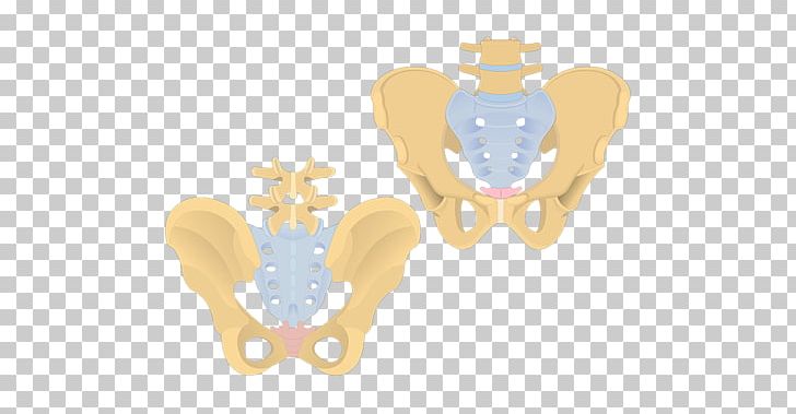 Coccyx Sacrum Pelvis Human Vertebral Column PNG, Clipart, Anatomy, Axial Skeleton, Body Jewelry, Bone, Coccydynia Free PNG Download