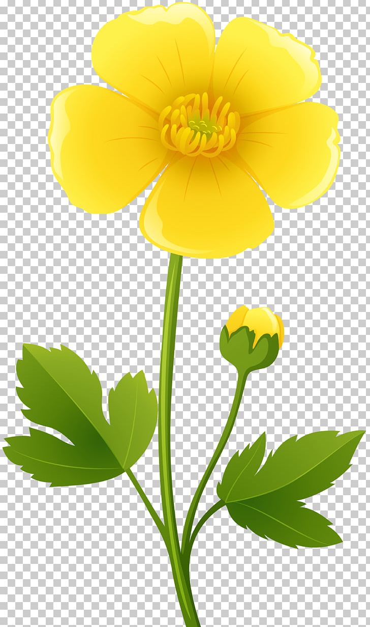 Flower Buttercup PNG, Clipart, Buttercup, Clip Art, Daisy Family, Flower, Flowering Plant Free PNG Download