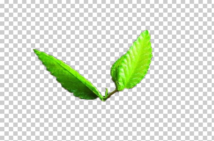 Leaf Green Plant Stem PNG, Clipart, Autumn Tree, Bacillus, Bud, Christmas Tree, Computer Free PNG Download