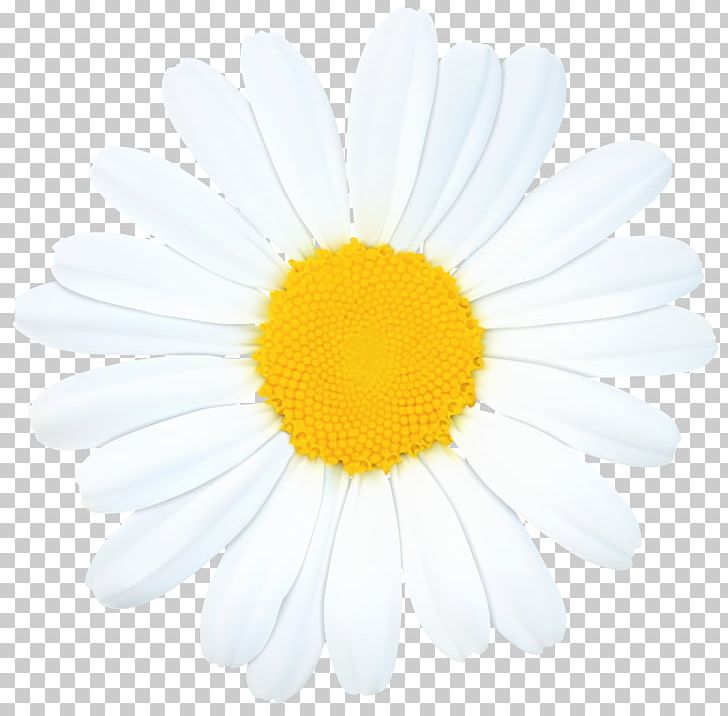 Roman Chamomile Oxeye Daisy Chrysanthemum Transvaal Daisy Argyranthemum Frutescens PNG, Clipart, Chamaemelum, Chamaemelum Nobile, Chrysanthemum, Chrysanths, Clipart Free PNG Download