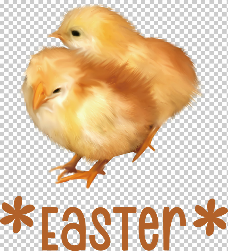 Easter Chicken Ducklings Easter Day Happy Easter PNG, Clipart, Bugs Bunny, Drawing, Easter Day, Easter Egg, Happy Easter Free PNG Download
