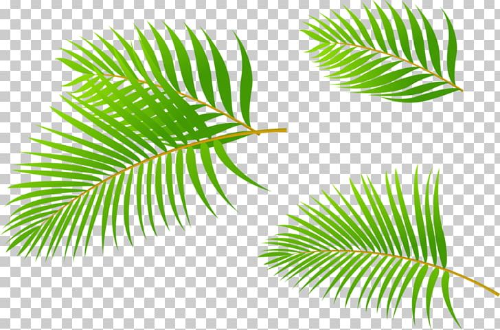 Arecaceae Leaf Coconut PNG, Clipart, Adobe, Arecales, Autumn Leaves, Banana Leaves, Coconut Free PNG Download