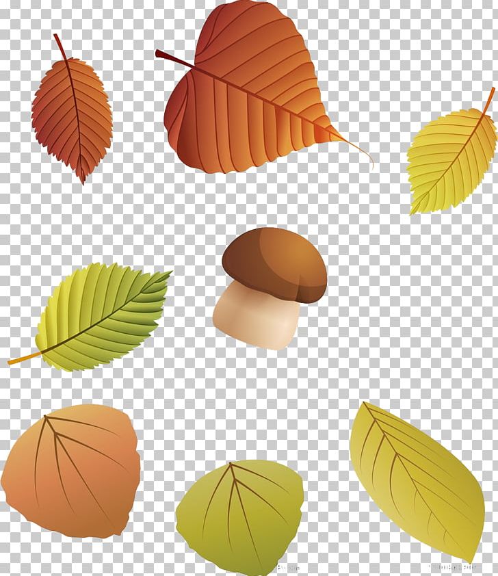 Autumn Leaf Color Autumn Leaf Color Deciduous PNG, Clipart, Autumn, Autumn Leaf Color, Autumn Leaves, Banana Leaves, Deciduous Free PNG Download
