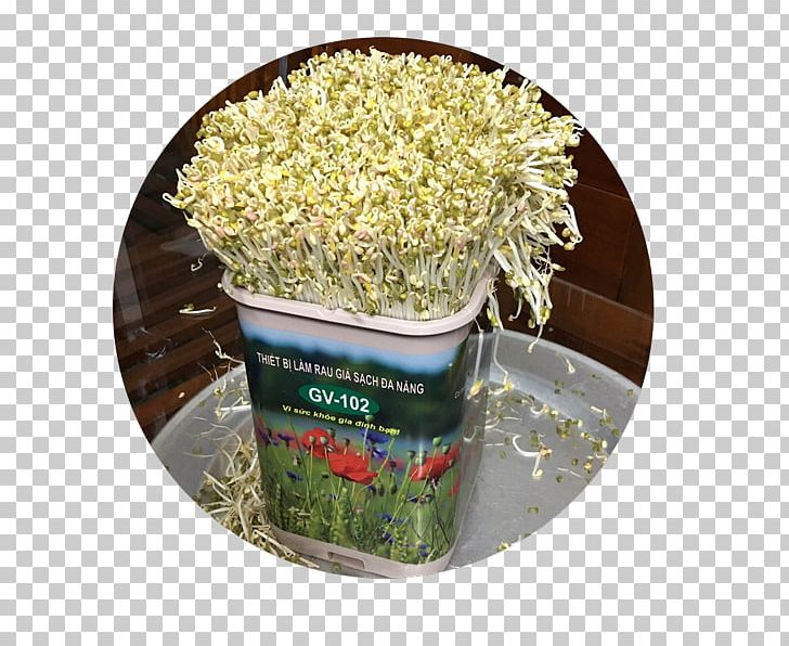Bean Sprout National Office Of Intellectual Property Of Vietnam Distribution Food PNG, Clipart, Bean Sprout, Business, Cellophane Noodles, Commodity, Distribution Free PNG Download