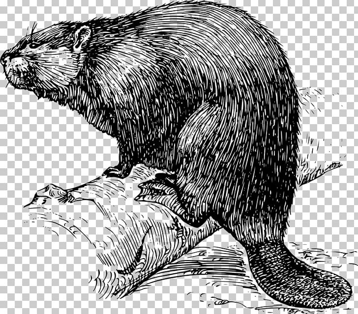 Eurasian Beaver Drawing PNG, Clipart, Beaver, Beaver Dam, Black And White, Carnivoran, Castor Free PNG Download