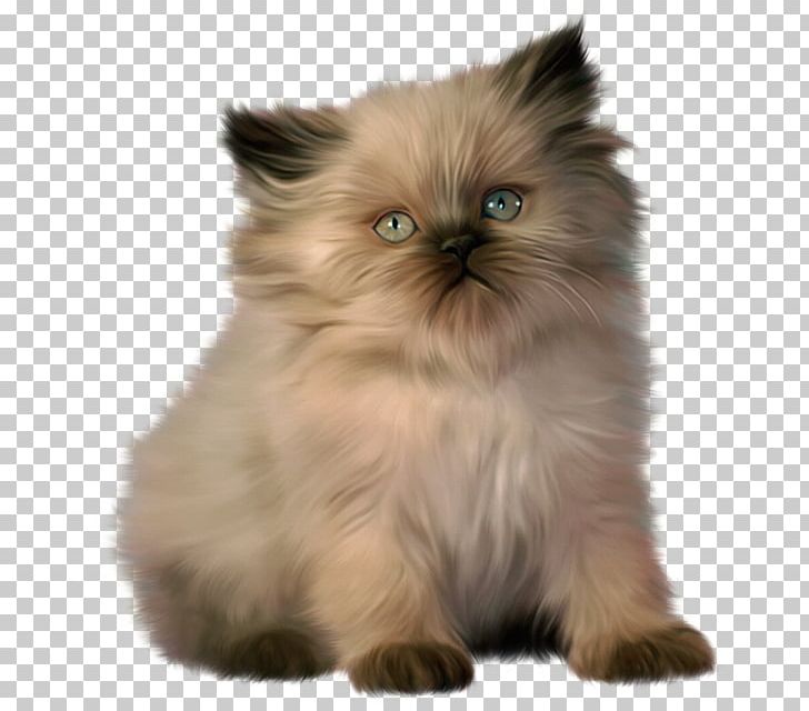 Kitten British Shorthair Desktop PNG, Clipart, Animals, Asian Semi Longhair, Birman, Brit, British Semi Longhair Free PNG Download