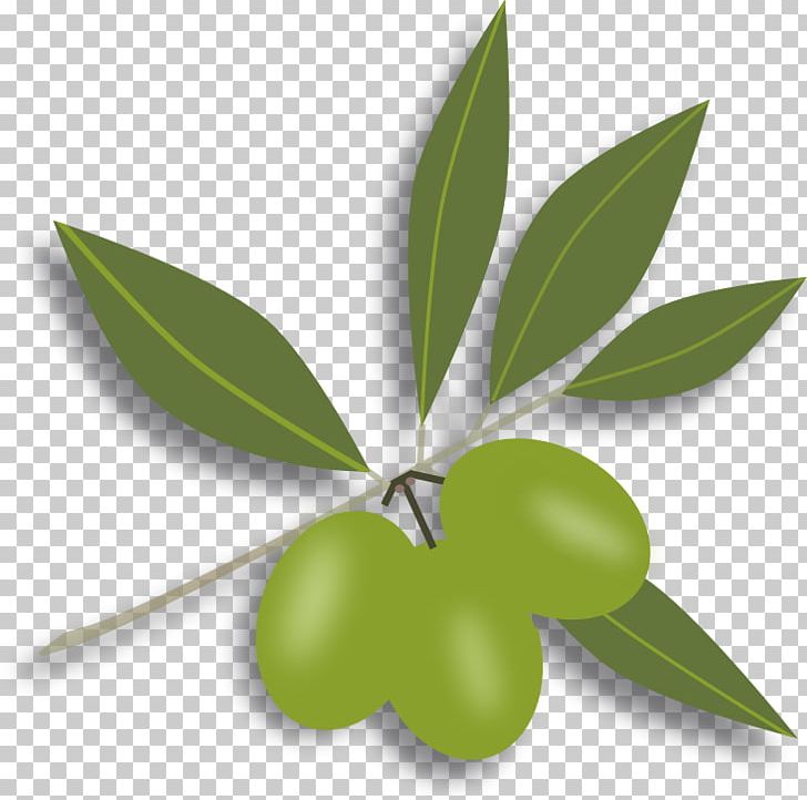Olive Oil Olive Leaf PNG, Clipart, Art Green, Clip Art, Computer Icons, Food Drinks, Fruit Free PNG Download
