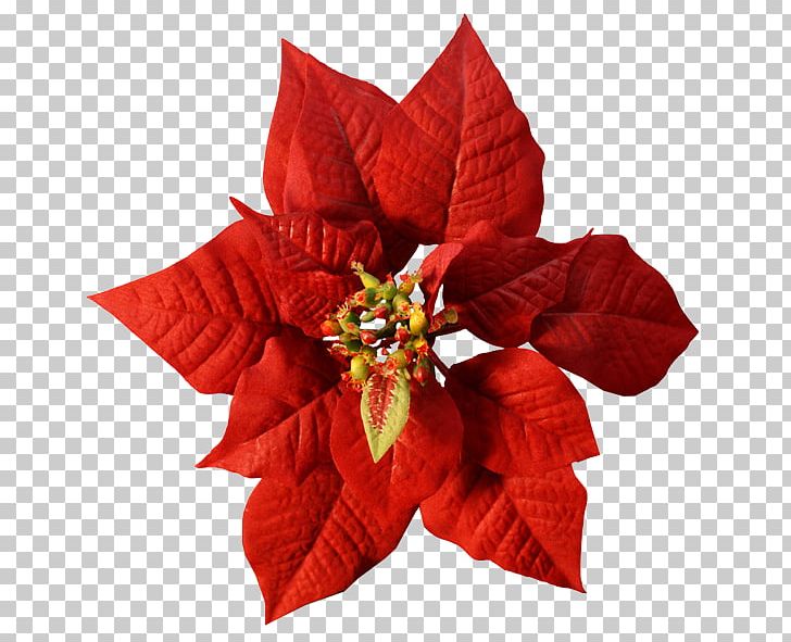 Poinsettia Flower Christmas Red Color PNG, Clipart, Christmas, Christmas Ornament, Color, Cut Flowers, Flower Free PNG Download