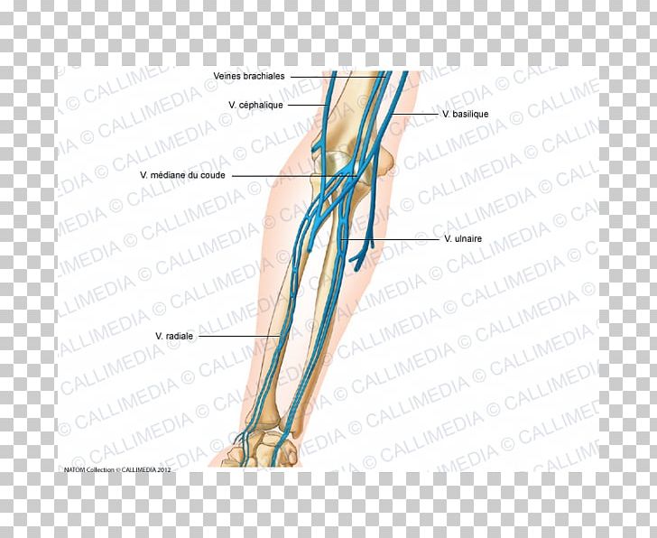 Vein Elbow Forearm Anatomy Artery PNG, Clipart, Abdomen, Abdomen Anatomy, Anatomy, Angle, Arm Free PNG Download