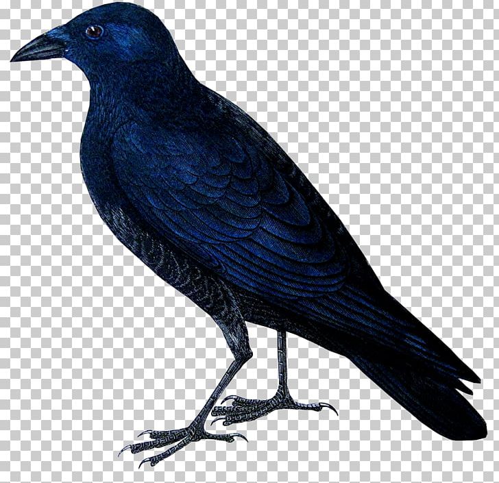 American Crow Rook New Caledonian Crow A History Of British Birds PNG, Clipart, American Crow, Animals, Beak, Bird, Birds And Insects Free PNG Download