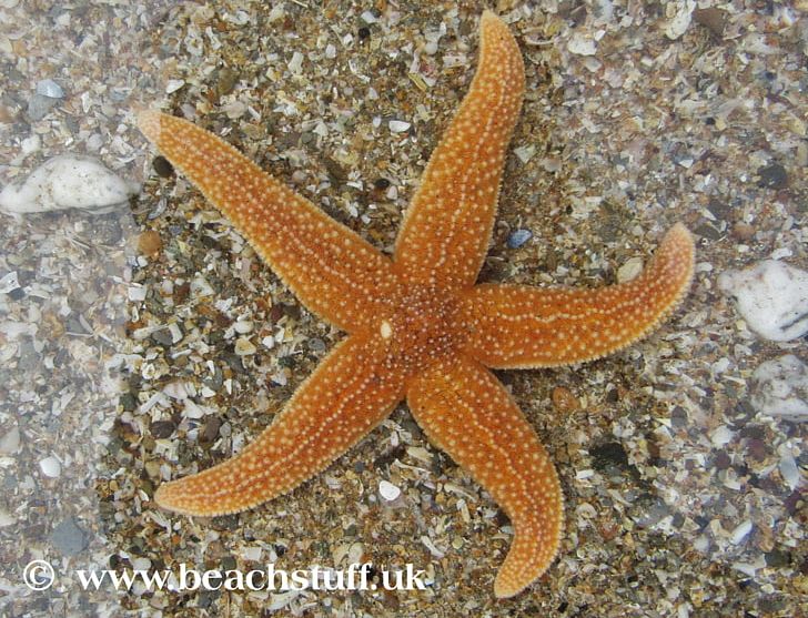 Common Starfish Marine Invertebrates Echinoderm PNG, Clipart, Animal, Animals, Arm, Asterias, Beach Free PNG Download