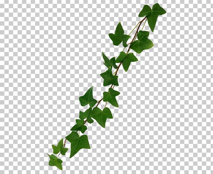 Vine Common Ivy PNG, Clipart, Branch, Common Ivy, Computer Icons, Desktop Wallpaper, Flowering Plant Free PNG Download