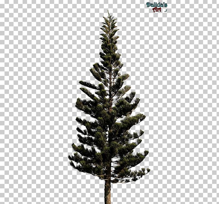 Christmas Tree Blue Spruce Pine Noble Fir PNG, Clipart, Blue, Blue Spruce, Branch, Christmas, Christmas Decoration Free PNG Download
