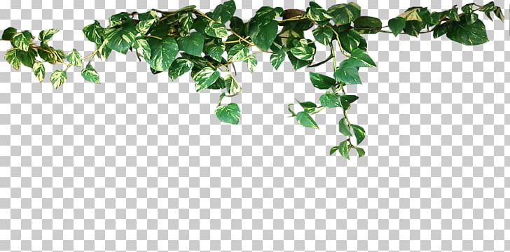 Common Ivy Vine Evergreen Plant Stem Aerial Root PNG, Clipart, Aerial Root, Branch, Common Ivy, Elodie, Evergreen Free PNG Download