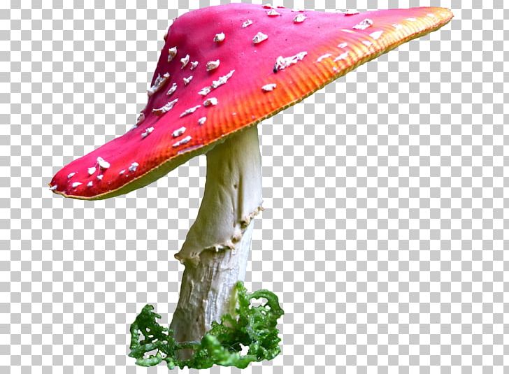 Common Mushroom Desktop PNG, Clipart, Alice In Wonderland, Amanita  Muscaria, Common Mushroom, Desktop Wallpaper, Hat Free