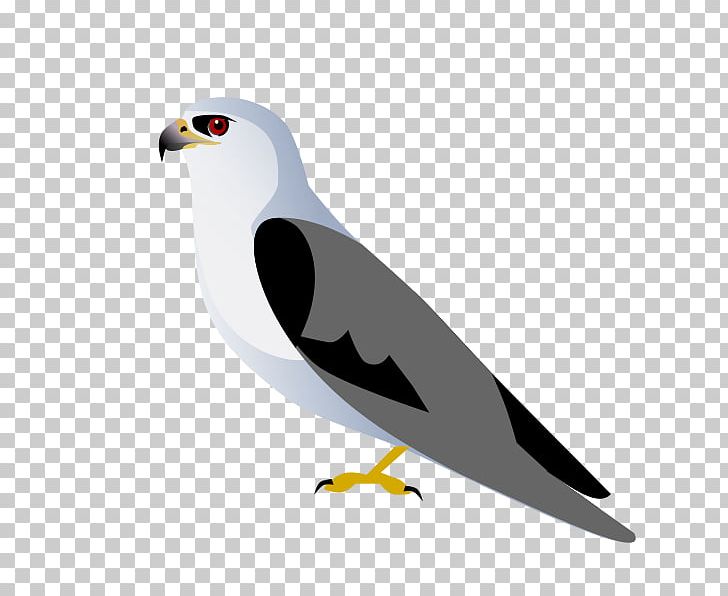 Eagle Fauna Seabird Beak Feather PNG, Clipart, Accipitriformes, Beak, Bird, Bird Of Prey, Eagle Free PNG Download
