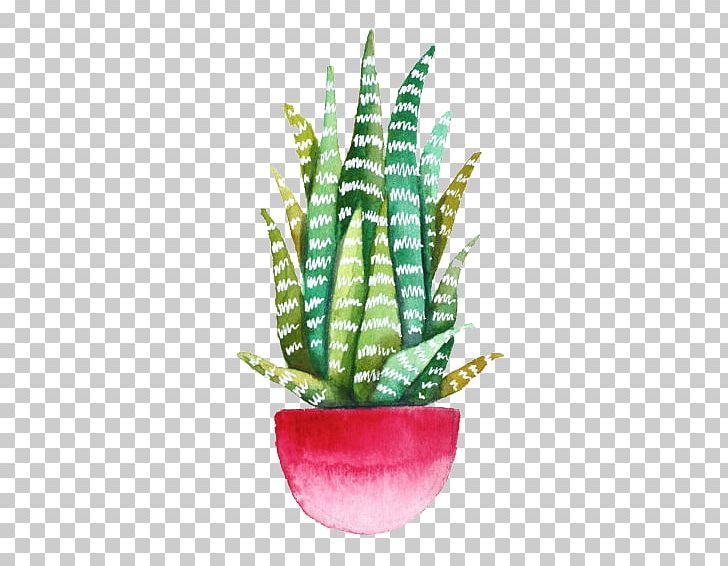 Echeveria Agavoides Drawing Cactaceae Succulent Plant Watercolor Painting PNG, Clipart, Agave, Art, Beauty, Beauty Salon, Botanical Illustration Free PNG Download