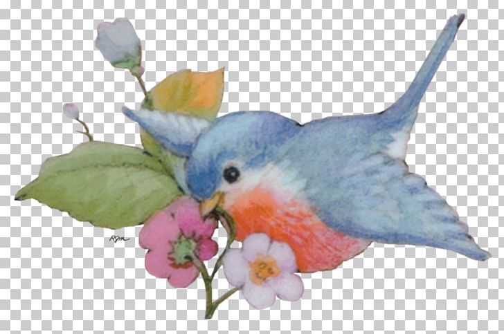 Beak Parrot Feather PNG, Clipart, Beak, Bird, Bluebird, Branch, Decoration Free PNG Download