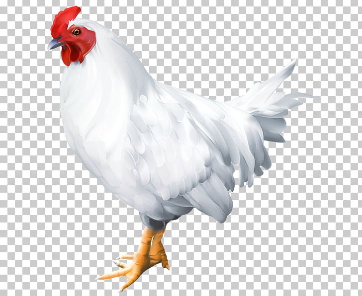 Bird Rooster Chicken PNG, Clipart, Animals, Beak, Bird, Chicken, Computer Icons Free PNG Download